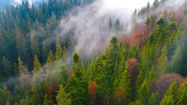Las Góry Sosna Igły Piękny Krajobraz — Zdjęcie stockowe