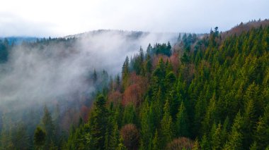 Orman dağları çam iğneleri güzel manzaralar