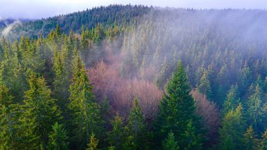 Çam ormanı sisi dağları duman ediyor