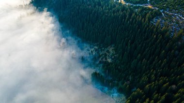Orman ağacı en üstteki sis bulutlarının manzarasını iğneler.