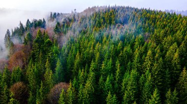 Çam ormanı sisi dağları duman ediyor