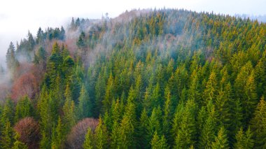 Orman dağları çam iğneleri güzel manzaralar
