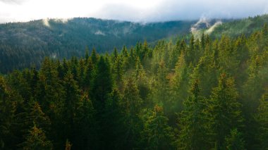 Orman dağları çam iğneleri güzel manzaralar