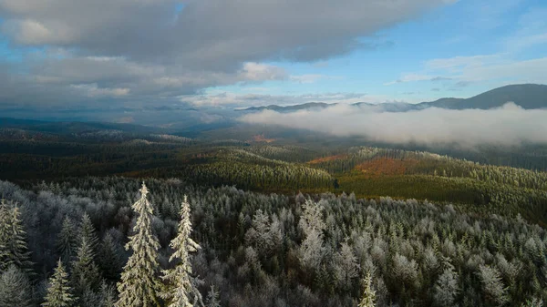 forest mountains pine needles beautiful landscape