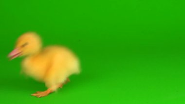 Yeşil arkaplan ördeğinde küçük sarı ördekler