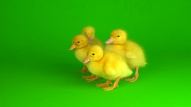 Yeşil arkaplan ördeğinde küçük sarı ördekler