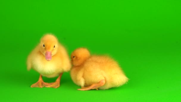 Little Yellow Ducklings Green Background Screen Duck — Stock Video