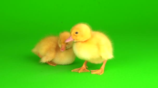 Pequeños Patitos Amarillos Sobre Pato Pantalla Fondo Verde — Vídeo de stock