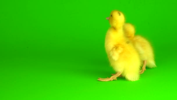Pequeños Patitos Amarillos Sobre Pato Pantalla Fondo Verde — Vídeo de stock