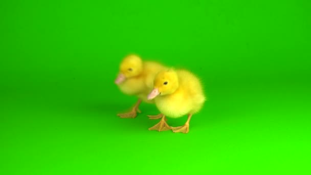 Little Yellow Ducklings Green Background Screen Duck — Stock Video