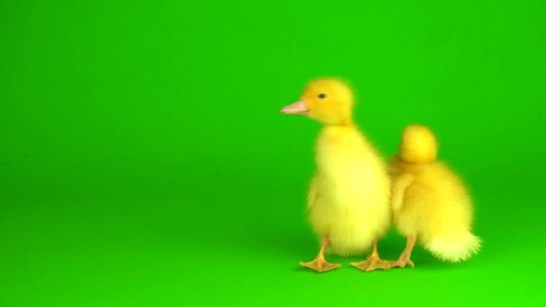Little Yellow Ducklings Green Background Screen Duck — Stock Video