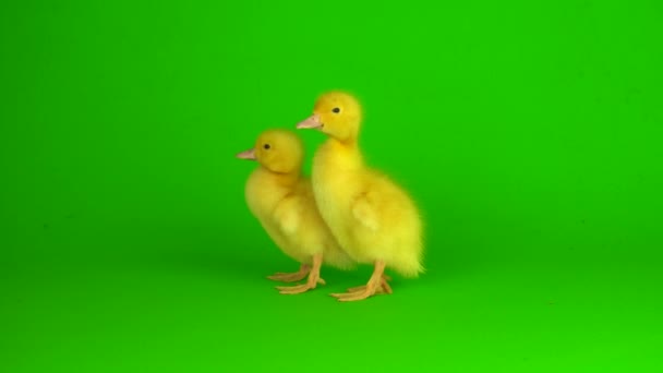Маленькі Жовті Каченята Зеленому Фоні Екрана Качки — стокове відео
