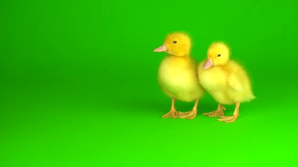 Yeşil Arkaplan Ördeğinde Küçük Sarı Ördekler — Stok video