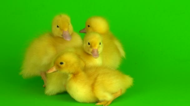 Petits Canetons Jaunes Sur Fond Vert Canard Écran — Video