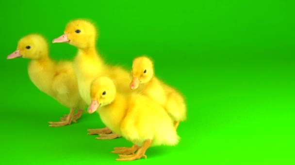 Pequeños Patitos Amarillos Sobre Pato Pantalla Fondo Verde — Vídeo de stock