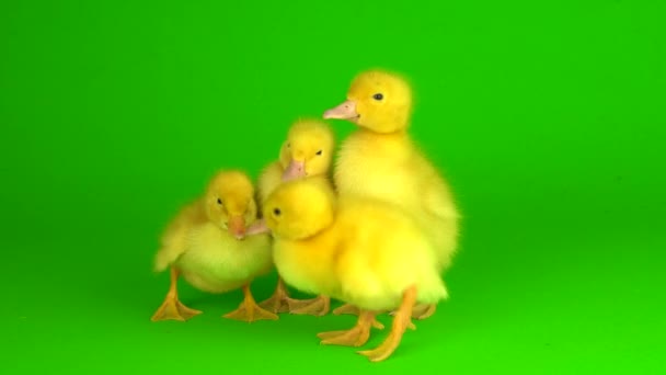 Pequeños Patitos Amarillos Sobre Pato Pantalla Fondo Verde — Vídeos de Stock