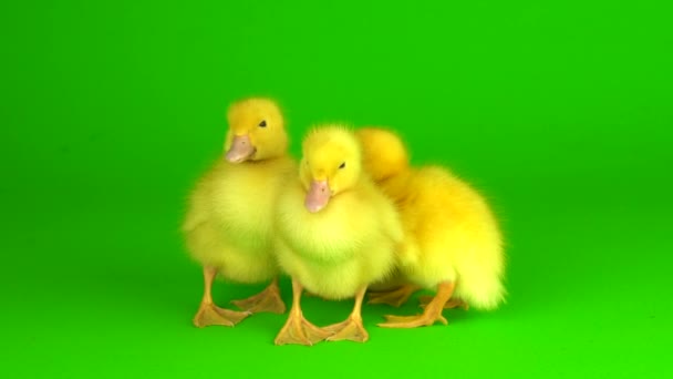 Petits Canetons Jaunes Sur Fond Vert Canard Écran — Video