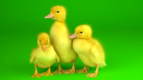 Little Yellow Ducklings Green Background Screen Duck — Stock Video