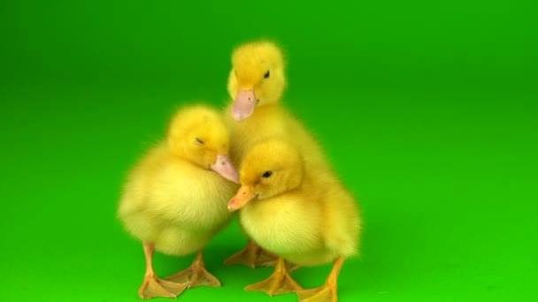 Yeşil Arkaplan Ördeğinde Küçük Sarı Ördekler — Stok video