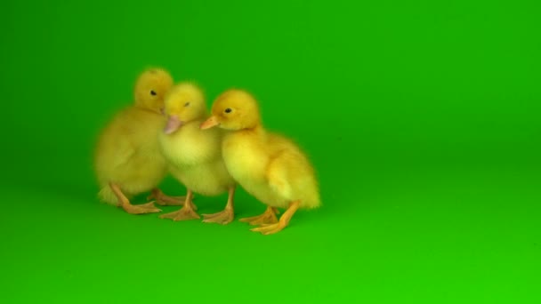Mały Żółty Kaczątka Zielonym Tle Ekran Kaczka — Wideo stockowe