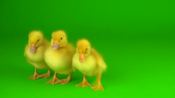 Malé Žluté Kachničky Zeleném Pozadí Obrazovky Kachna — Stock video