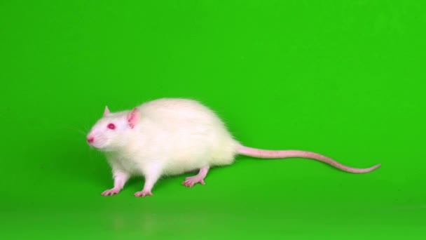 White Rat Green Background Screen — Stock Video © TRSTOK #464237860