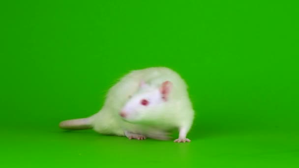 weiße Ratte auf grünem Hintergrund