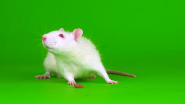 Tikus Putih Pada Layar Latar Belakang Hijau — Stok Video