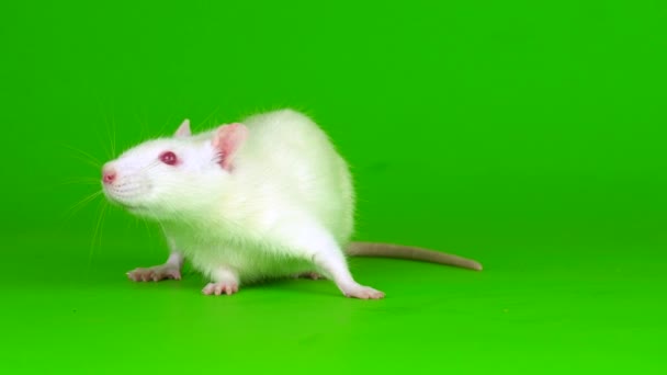 Biały Szczur Zielonym Tle Ekranu — Wideo stockowe