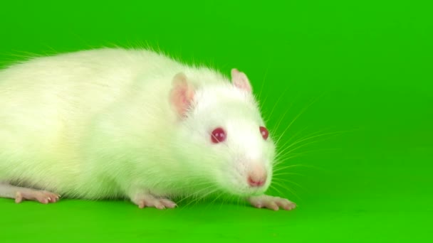 White Rat Green Background Screen — Stock Video