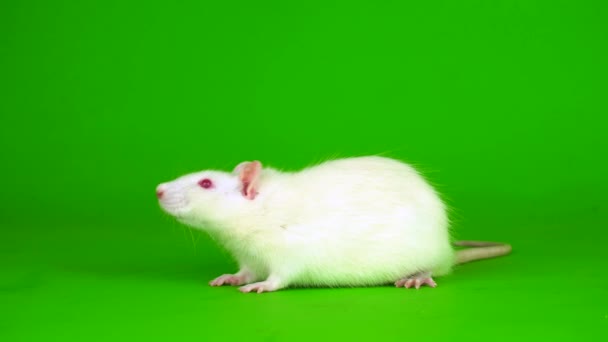 Белая Крыса Зеленом Фоне — стоковое видео