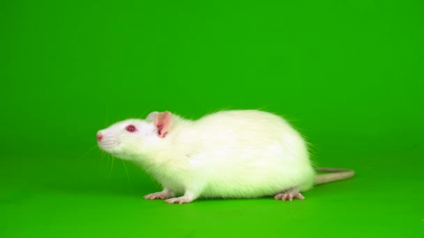 Tikus Putih Pada Layar Latar Belakang Hijau — Stok Video