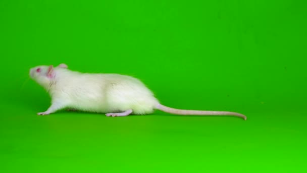 緑の背景に白いネズミがいます — ストック動画