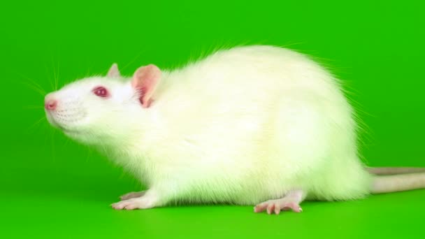 Ratto Bianco Uno Schermo Sfondo Verde — Video Stock