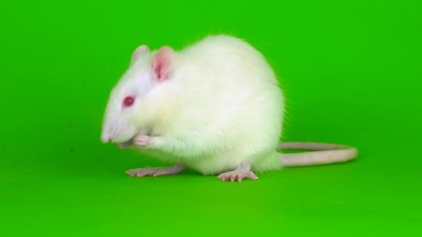 Белая Крыса Зеленом Фоне — стоковое видео