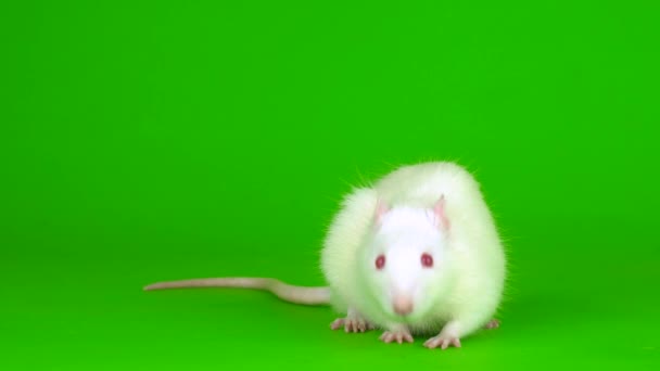 Witte Rat Een Groen Achtergrondscherm — Stockvideo