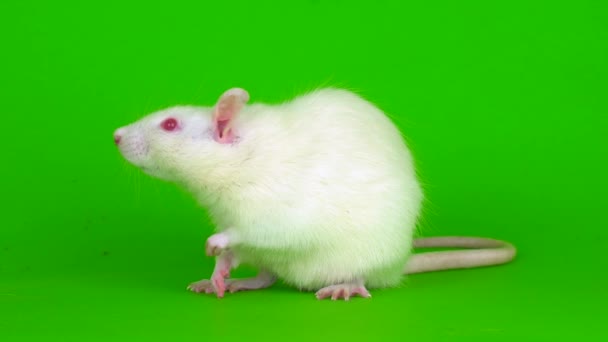 Weiße Ratte Auf Grünem Hintergrund — Stockvideo