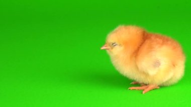 Yeşil arka planda küçük tavuklar