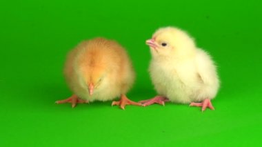 Yeşil arka planda küçük tavuklar