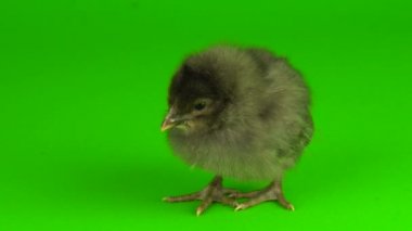 yeşil arka plan ekranında tavuk grisi