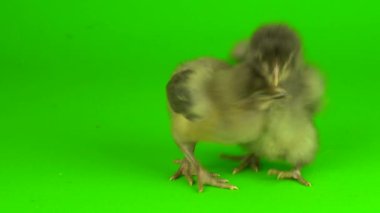 yeşil arka plan ekranında tavuk grisi