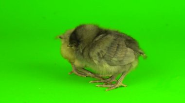 yeşil arka plan ekranında tavuk grisi