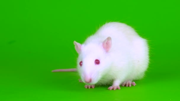 Biały Szczur Zielonym Tle Ekranu — Wideo stockowe