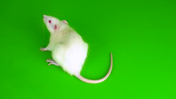 Ratto Bianco Uno Schermo Sfondo Verde — Video Stock