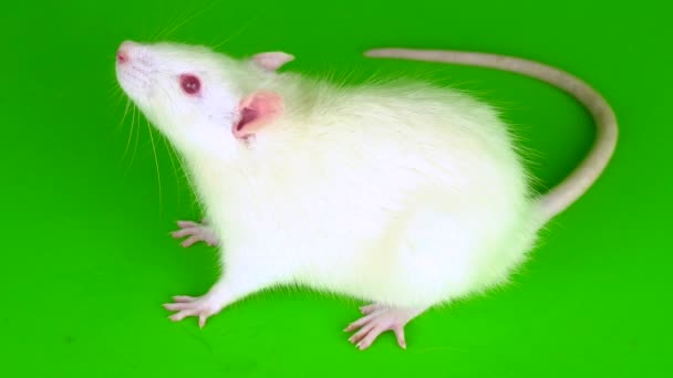 Weiße Ratte Auf Grünem Hintergrund — Stockvideo