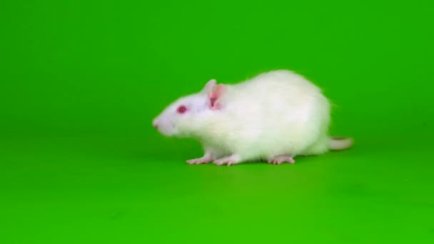 緑の背景に白いネズミがいます — ストック動画