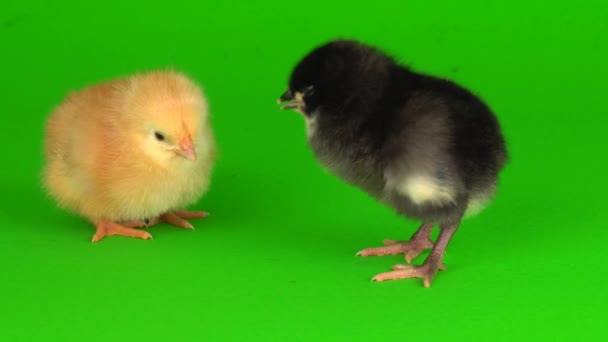 Little Chickens Green Background Screen — Stock Video