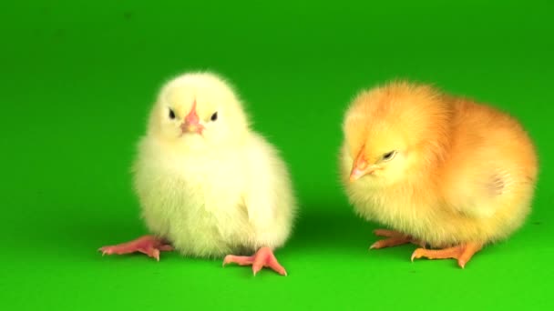 Little Chickens Green Background Screen — Stock Video