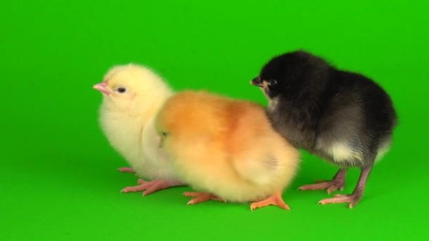 Little Chickens Green Background Screen — Stock Video