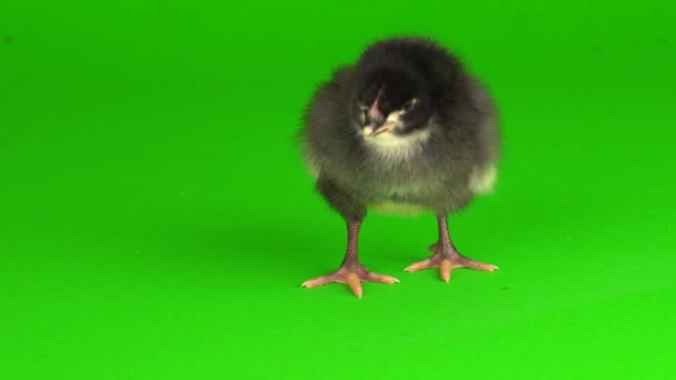 Yeşil Arka Planda Küçük Tavuklar — Stok video